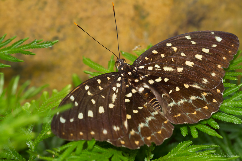 Lexias canescens pardalina