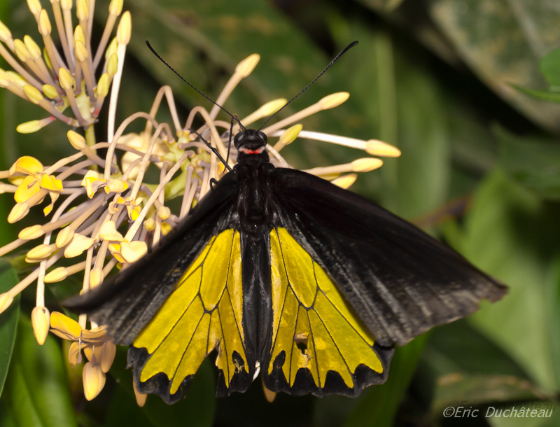 Troides helena