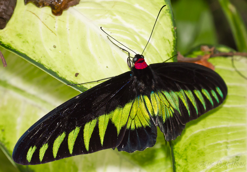 Trogonoptera brookiana