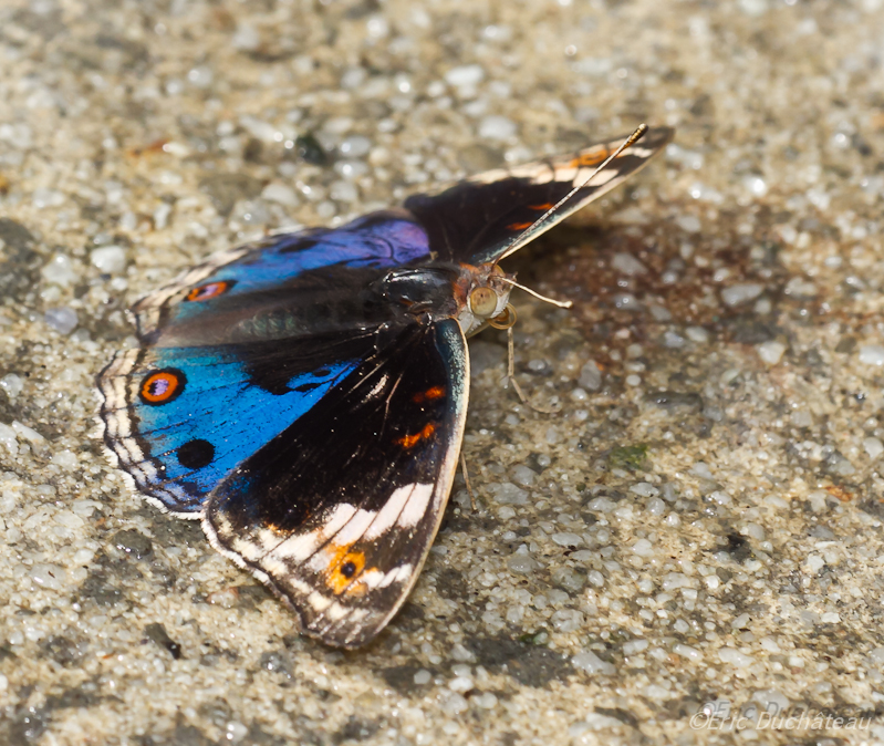 Junonia orithya wallacei 