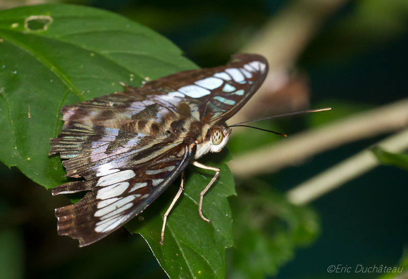 Parthenos sylvia