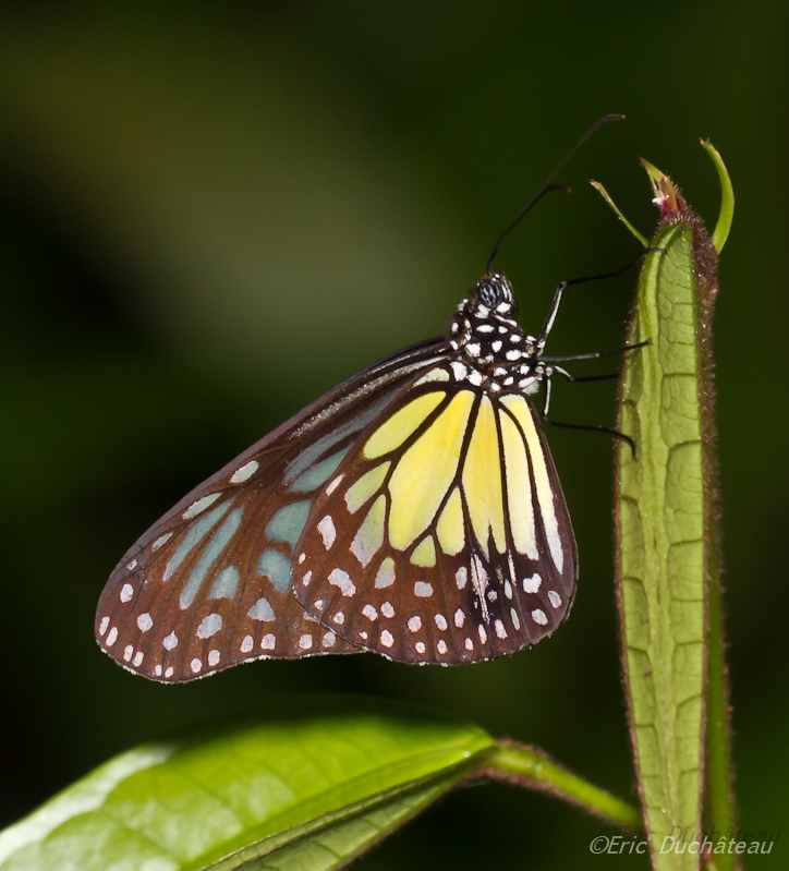 Parantica aspasia