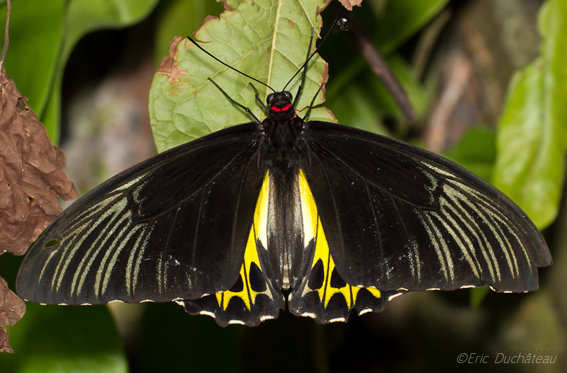 Troides helena