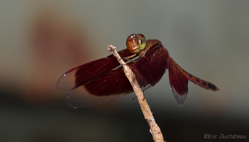 Neurothemis fluctuans