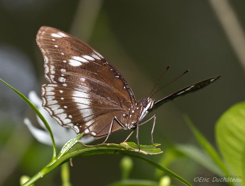 Parthenos sylvia