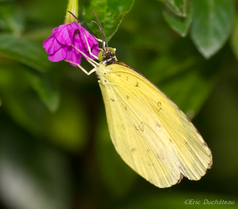 Eurema blanda snelleni 