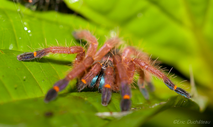 Ephebopus cyanognathus (Tarentule)