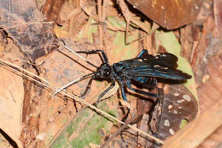 Guêpe bleue (mouche pepsi)