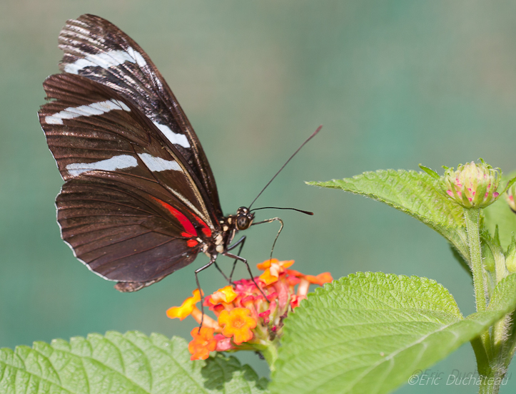 Heliconius erato