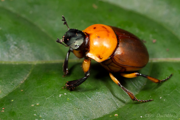 Bousier (Scarabeidae)