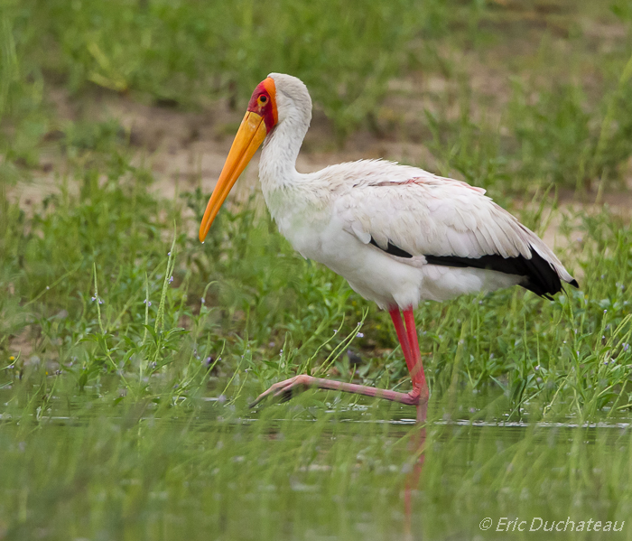 Tantale ibis (Yellow-billed Stork)