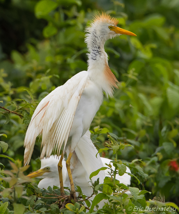 Héron garde-boeufs (Cattle Egret)