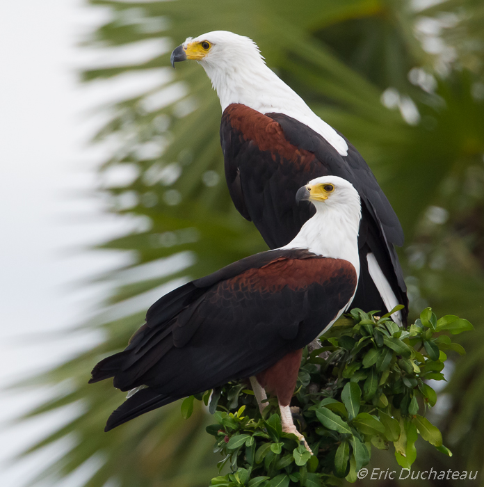 Pygargues vocifères ou Aigles pêcheurs d'Afrique (African Fish Eagles)