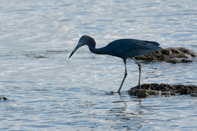 Aigrette bleue