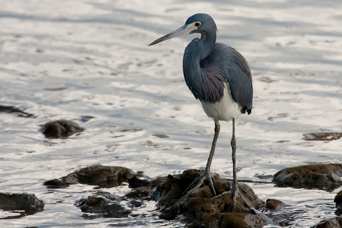 Aigrette tricolore