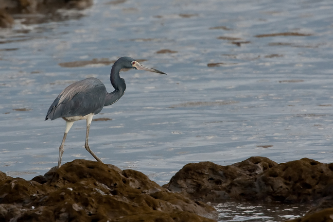 Aigrette tricolore