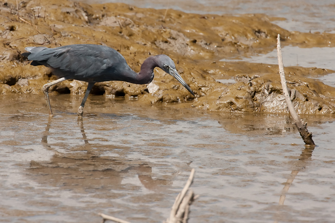 Aigrette bleue