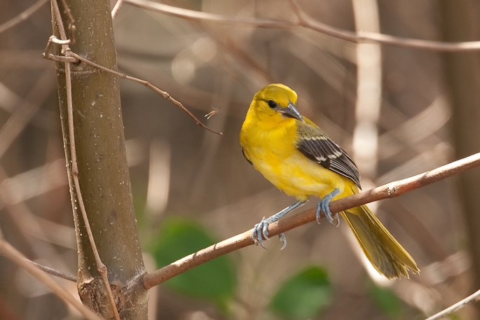 Oriole jaune