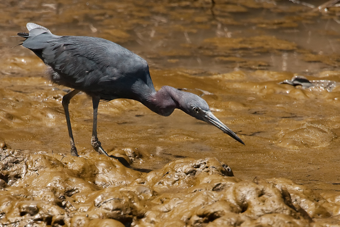 Aigrette bleue