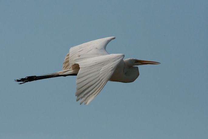 Grande aigrette