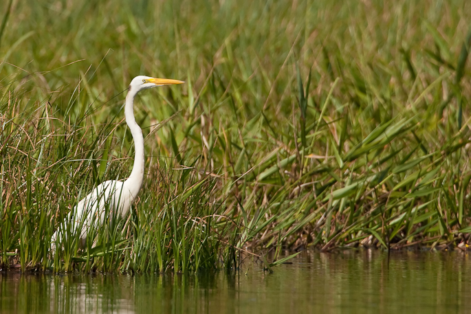 Grande aigrette