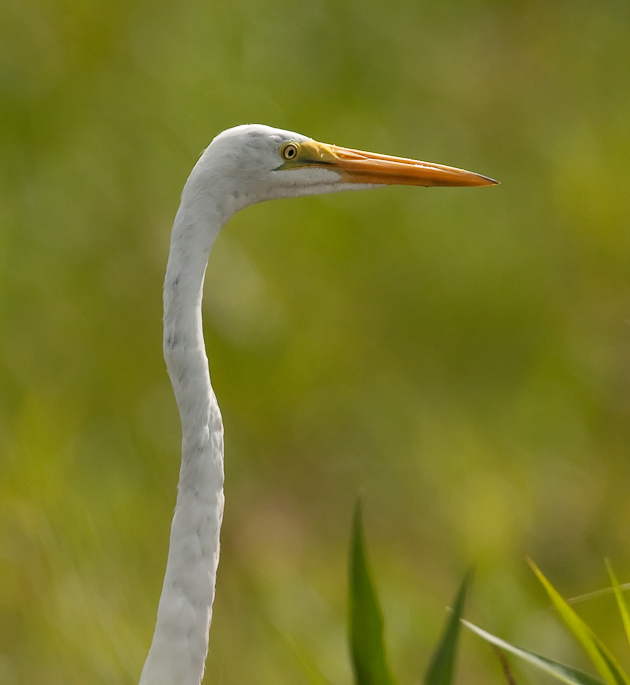 Grande aigrette