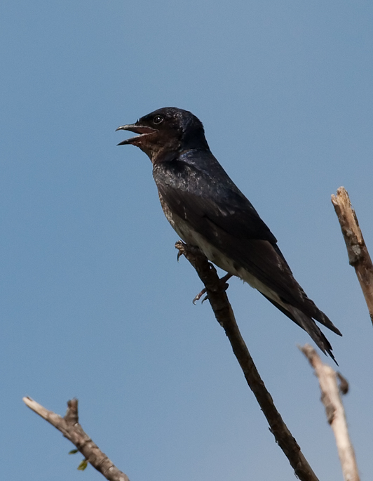 Hirondelle chalybée