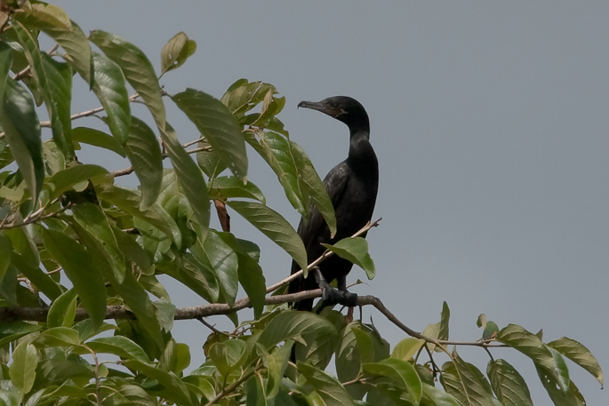 Cormoran vigua