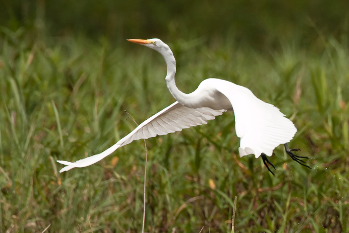 Grande aigrette