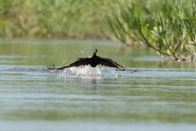 Cormoran vigua