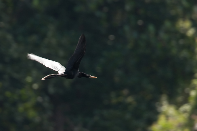 Anhinga d'Amérique