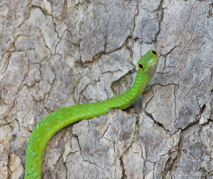  Philothamnus hoplogaster