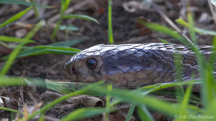 Cobra cracheur du Mozambique