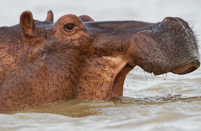 Hippopotame