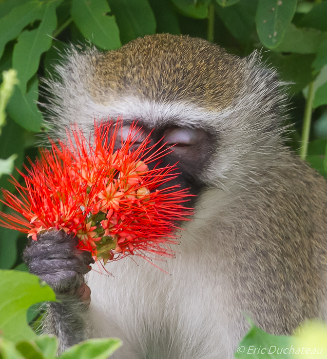 Vervet ou singe vert