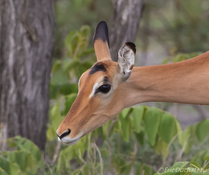 Impala