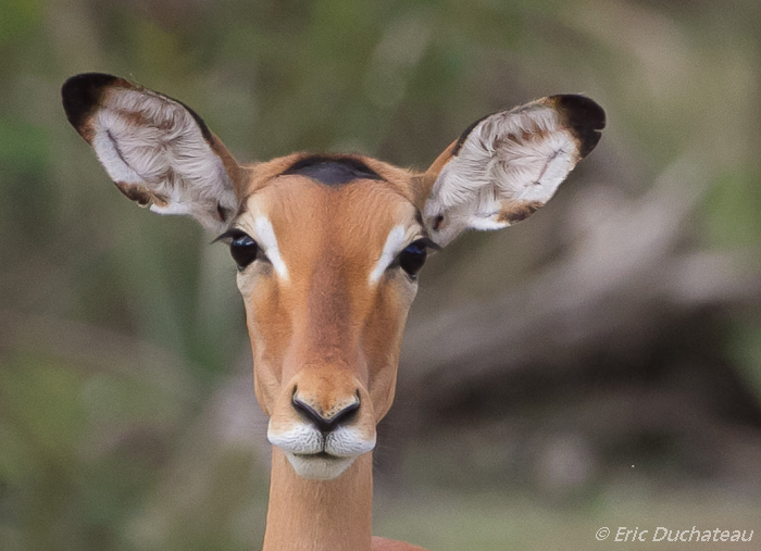 Impala