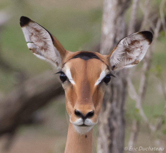 Impala