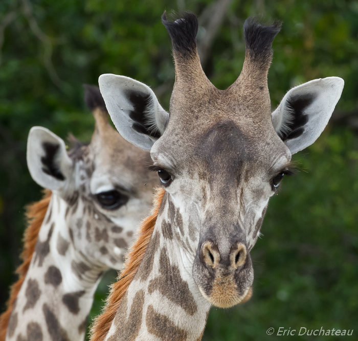 Girafes