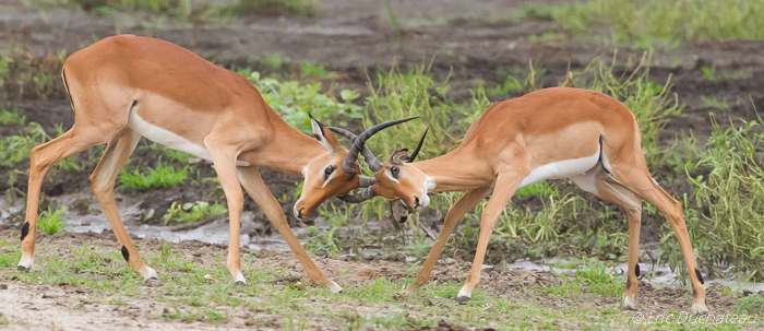 Impalas