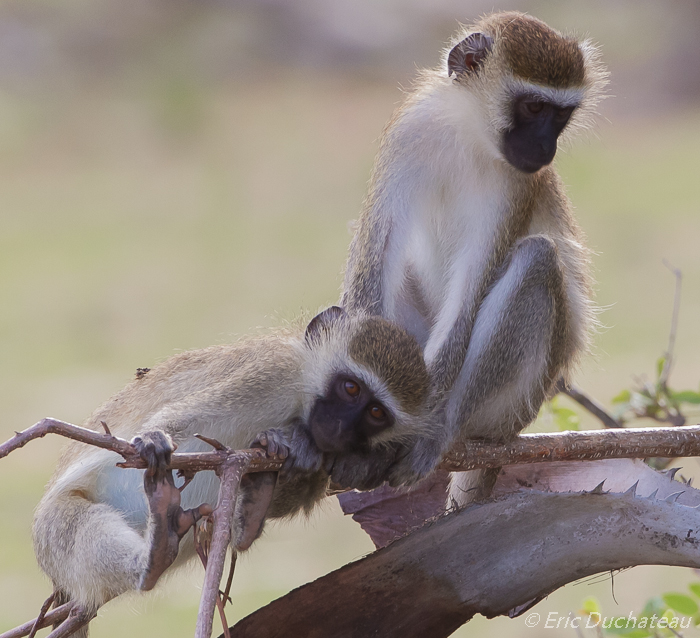 Vervets ou singes verts