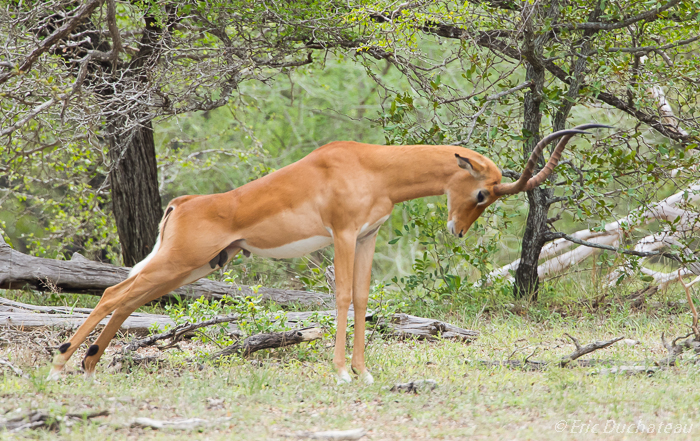 Impala (mâle)