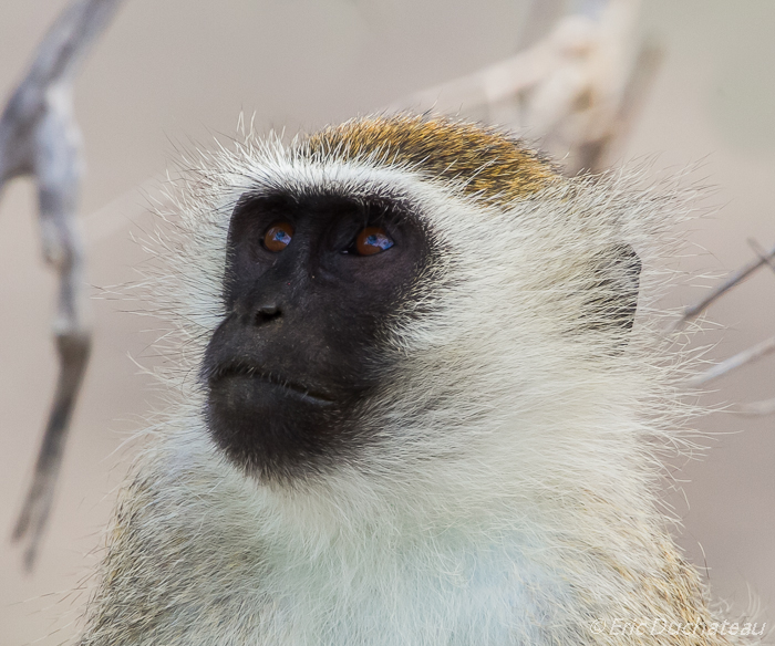 Vervet ou singe vert