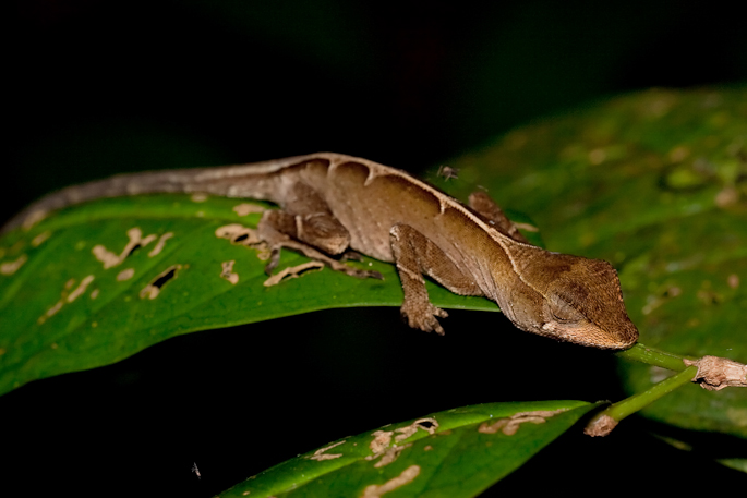 Anolis nitens