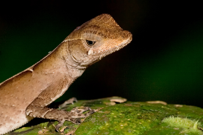 Anolis nitens