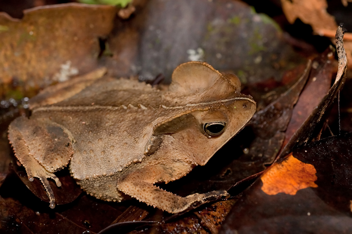 Crapaud à crête