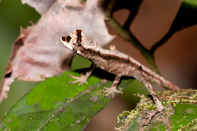 Anolis nitens