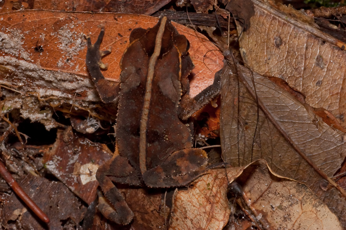 Crapaud à petite crête (crapaud feuille)