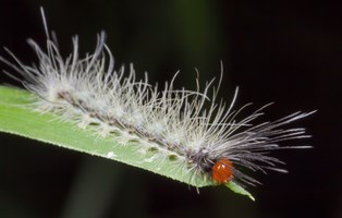 insectes d'équateur