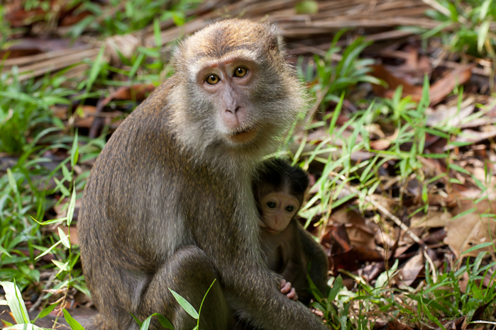 Macaques à longue queue